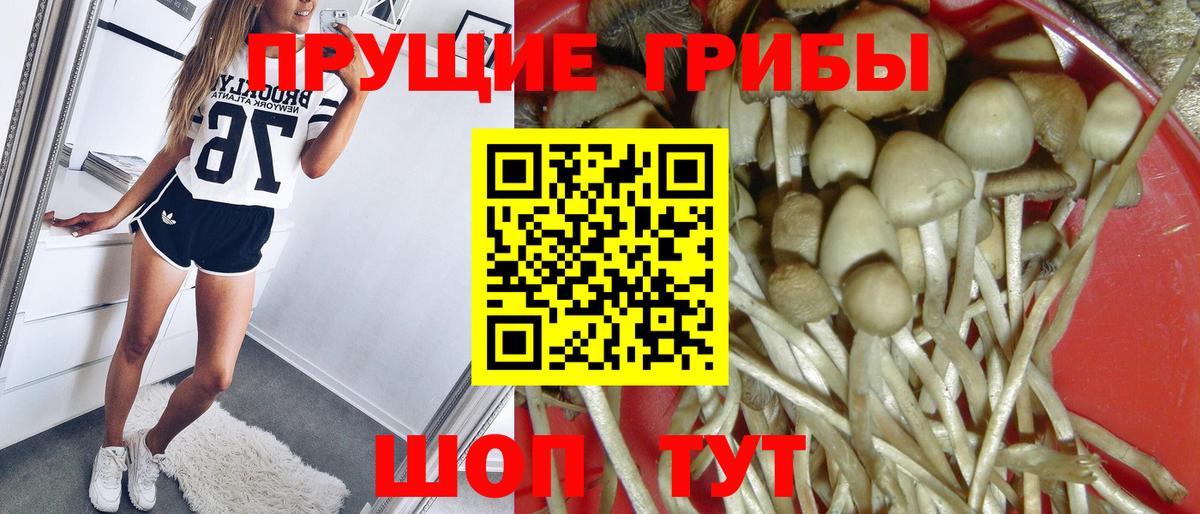 Галлюциногенные грибы Psilocybe Скопин